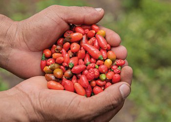 Kawa-Mote-Chile-Cobanero-Cahabonero-Santa-Maria-Cahabon-Agricultura-Guatemala-Alta-Verapaz-26.jpg
